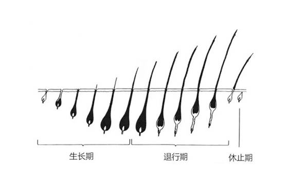 脱毛不彻底，毛毛的生命力到底有多顽强？(图2)